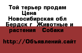 Той терьер продам › Цена ­ 5 000 - Новосибирская обл., Бердск г. Животные и растения » Собаки   